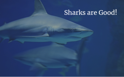 Selecting Your Team – Sharks are Good!